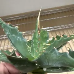 2026年最新】アガベ モンタナの人気アイテム - メルカリ