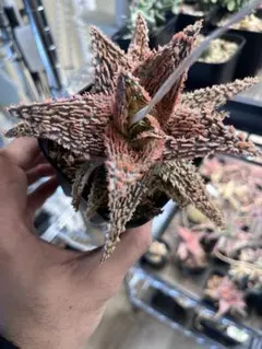 2026年最新】ロウルサンコ アロエの人気アイテム - メルカリ