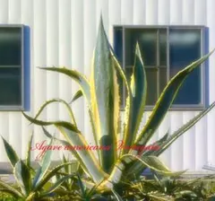 2026年最新】アガベ 吹上の人気アイテム - メルカリ