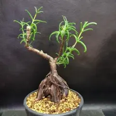 2026年最新】メストクレマ ツベローサムの人気アイテム - メルカリ