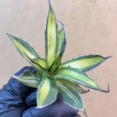 2026年最新】アガベ ホリダ 陽炎の人気アイテム - メルカリ