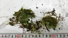 2026年最新】野生蘭の人気アイテム - メルカリ