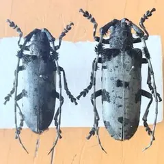 2026年最新】カミキリ 昆虫標本の人気アイテム - メルカリ