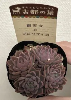 2026年最新】古都の葉の人気アイテム - メルカリ