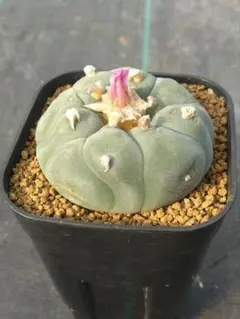 2026年最新】銀冠玉の人気アイテム - メルカリ