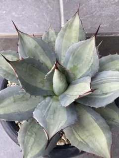 2026年最新】吉祥天錦の人気アイテム - メルカリ