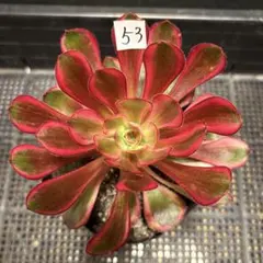 2026年最新】アエオニウム シャネルの人気アイテム - メルカリ