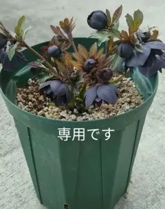 2026年最新】野田園芸の人気アイテム - メルカリ