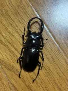 2026年最新】ウエストウッディ 標本の人気アイテム - メルカリ