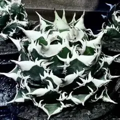 2026年最新】アガベ悪魔くんの人気アイテム - メルカリ