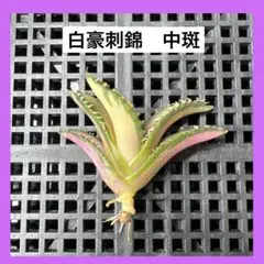 2026年最新】アガベ白豪刺の人気アイテム - メルカリ