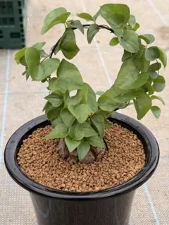 丸型良型】No.7アフリカ亀甲竜 実生 幅5cm 将来有望 - メルカリ