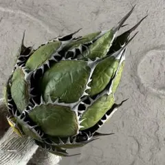 2026年最新】アガベ オアハカ 現地の人気アイテム - メルカリ