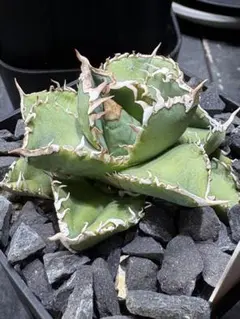 2026年最新】ivory w.a アガベの人気アイテム - メルカリ