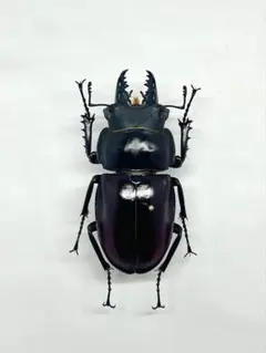 2026年最新】ヤエヤママルバネクワガタ標本の人気アイテム - メルカリ