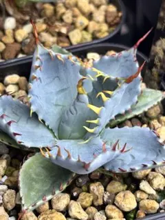 2026年最新】屈原 甲蟹の人気アイテム - メルカリ