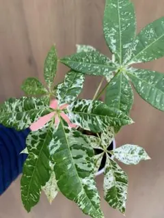 2026年最新】パキラ ミルキーウェイ 実生の人気アイテム - メルカリ