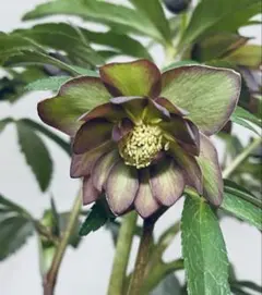 2026年最新】広瀬園芸の人気アイテム - メルカリ