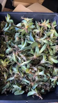 2026年最新】アガベ大白鯊の人気アイテム - メルカリ