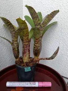 2026年最新】珍しいタンクブロメリアの人気アイテム - メルカリ