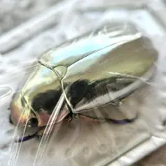 2026年最新】プラチナコガネの人気アイテム - メルカリ