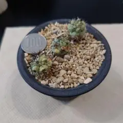 2026年最新】マクドガリー サボテンの人気アイテム - メルカリ