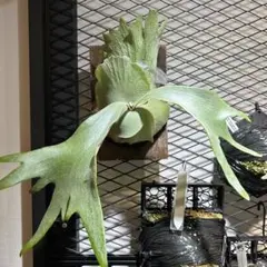 2026年最新】gizmo ビカクシダの人気アイテム - メルカリ