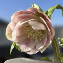 広瀬園芸 リバーシブルグラデーションピンク クリスマスローズ 開花株