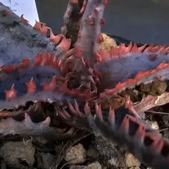 2026年最新】ロウルサンコ ラベルの人気アイテム - メルカリ