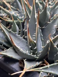 2026年最新】エボリスピナ 実生 陽炎の人気アイテム - メルカリ