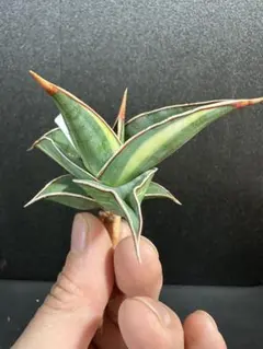 2026年最新】サンスベリア ピングイキュラの人気アイテム - メルカリ