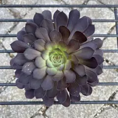 2026年最新】アエオニウムの人気アイテム - メルカリ