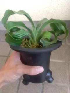 2026年最新】万年青 獅子の人気アイテム - メルカリ