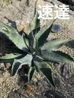 2026年最新】フローレンス錦の人気アイテム - メルカリ