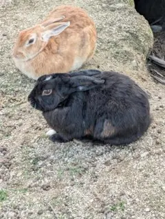 2026年最新】ソニー DCR-VX2000の人気アイテム - メルカリ