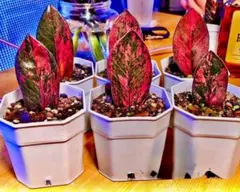 2026年最新】ザミオクルカス ピンクの人気アイテム - メルカリ