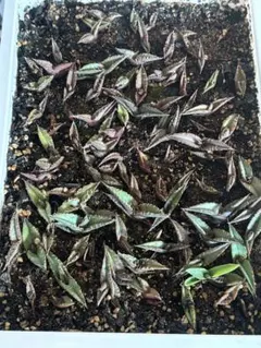 2026年最新】麻花龍の人気アイテム - メルカリ