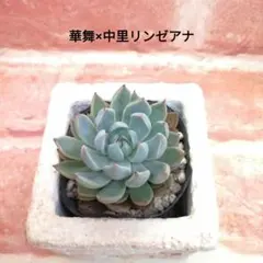 2026年最新】リンゼアナ 中里の人気アイテム - メルカリ