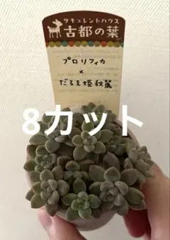 2026年最新】古都の葉の人気アイテム - メルカリ