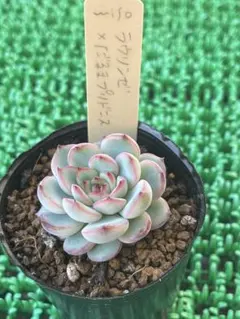 2026年最新】ミソップ苗の人気アイテム - メルカリ