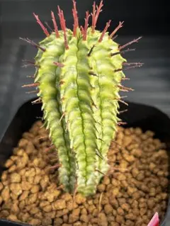 2026年最新】ユーフォルビア ホリダ錦の人気アイテム - メルカリ