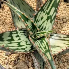 2026年最新】ヘミンギーの人気アイテム - メルカリ