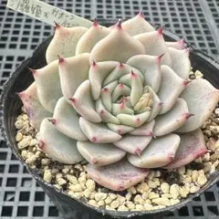 2026年最新】優木園の人気アイテム - メルカリ