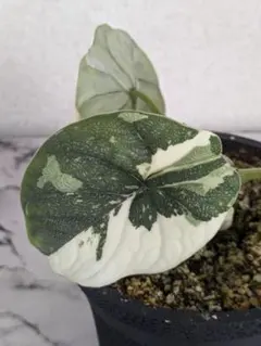 2026年最新】アロカシア メロの人気アイテム - メルカリ