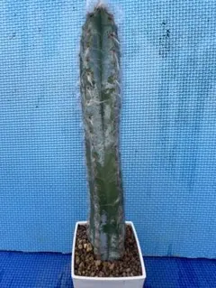 2026年最新】ピロソケレウスの人気アイテム - メルカリ