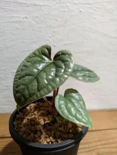 2026年最新】原種アンスリウムの人気アイテム - メルカリ