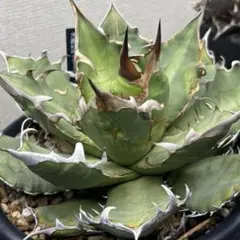 2026年最新】オアハカ 現地球の人気アイテム - メルカリ