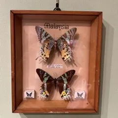 2026年最新】マレーシア 蝶 標本の人気アイテム - メルカリ