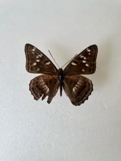 2026年最新】オオイチモンジの人気アイテム - メルカリ