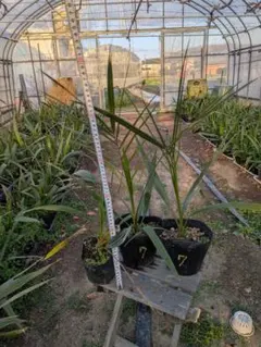 2026年最新】カナリーヤシの人気アイテム - メルカリ